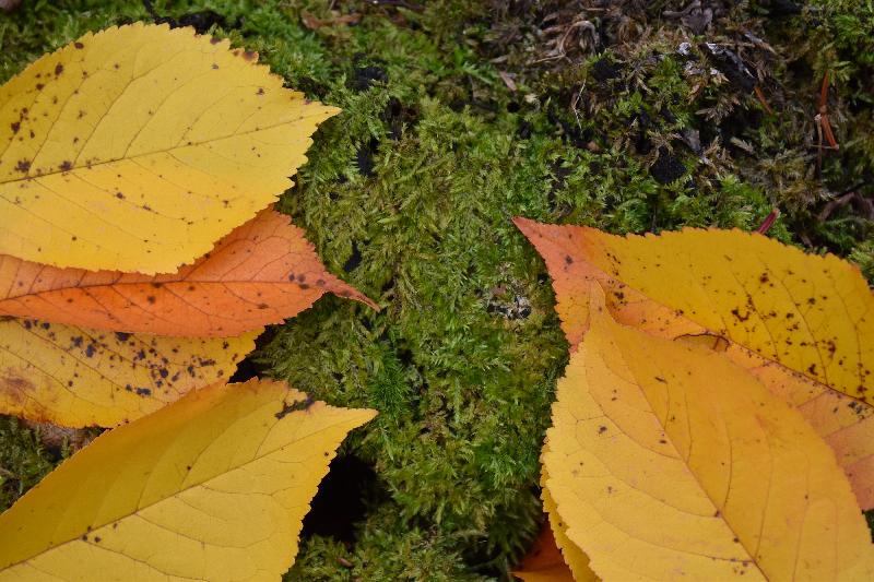 Feuillage d'automne en forêt