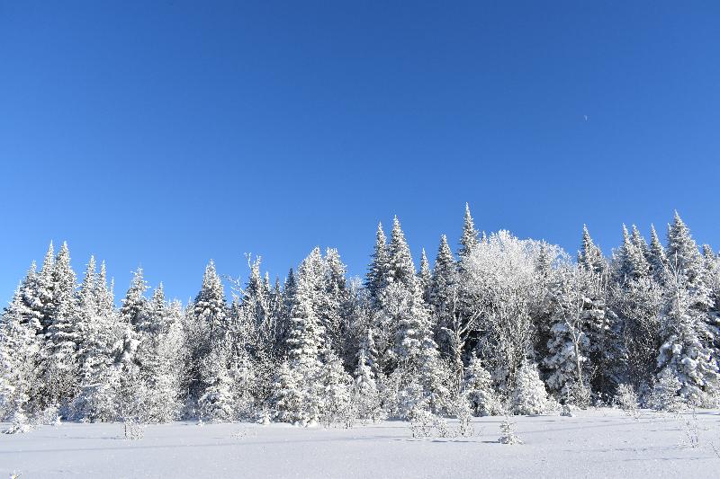 Une forêt enneigée après la tempête