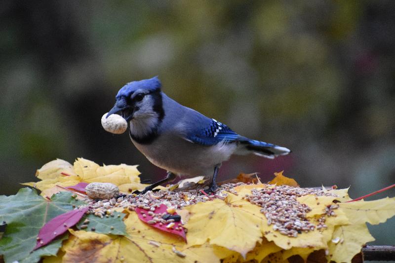 Un geai bleu à la mangeoire en automne