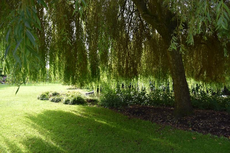 Un arbre au parc en été