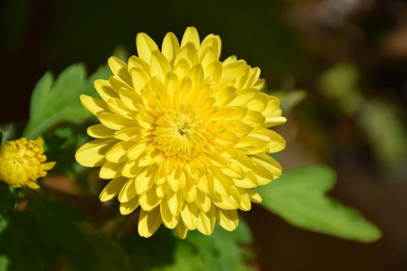 Une fleur au jardin