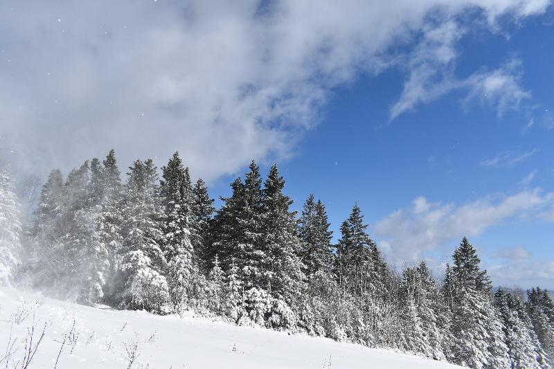 Une forêt enneigée pendant la tempête