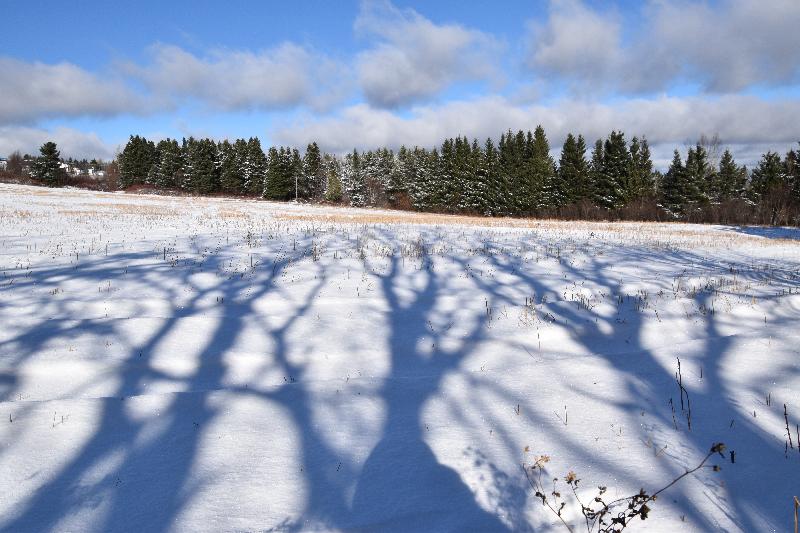 Des ombres des arbres sur la neige