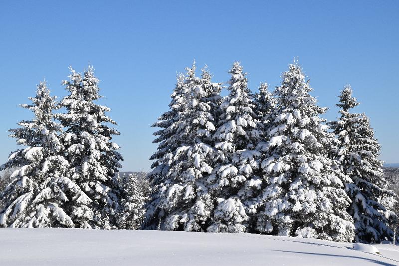 Des arbres en hiver