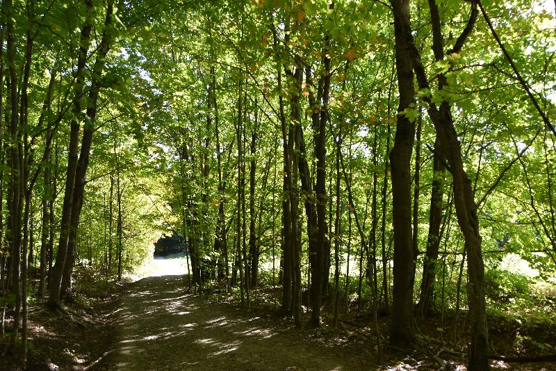 Une route de campagne en été