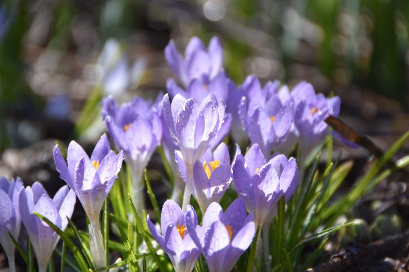 Les premiers crocus au jardin