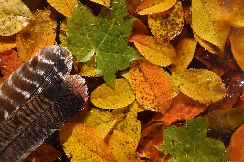 Feuillage d'automne en forêt