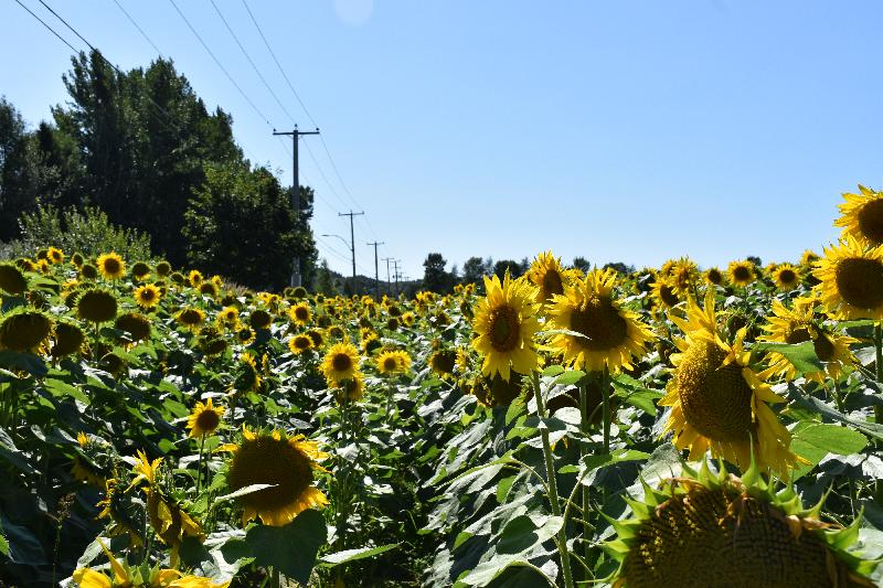 Un champ de fleurs de tournesols 