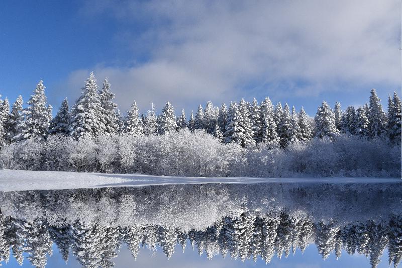 Une forêt enneigée après la tempête