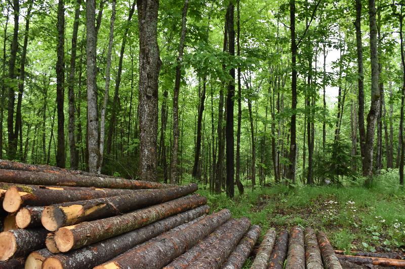 Des billots en bordure de la forêt