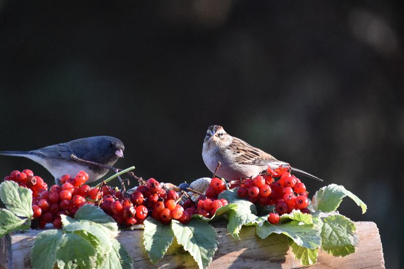 Des oiseaux à la mangeoire du jardin