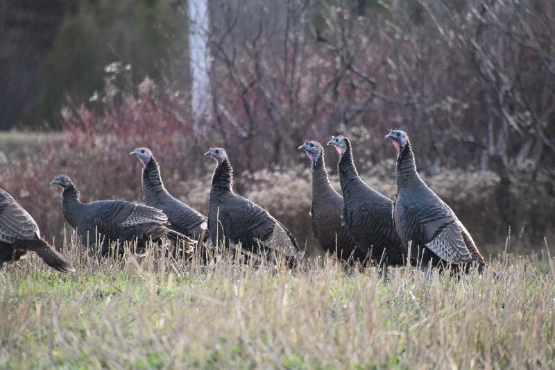 Des dindons sauvages en automne