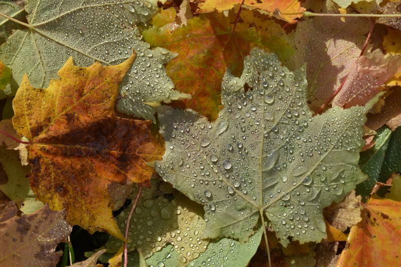 Feuillage d'automne en forêt