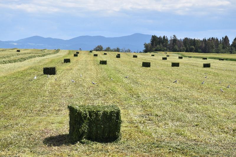 Une ferme pendant les récoltes