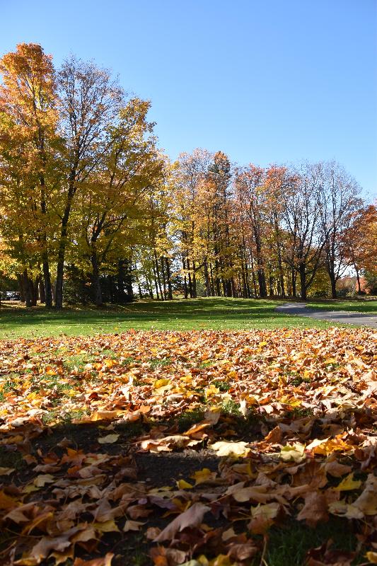 Une forêt en automne