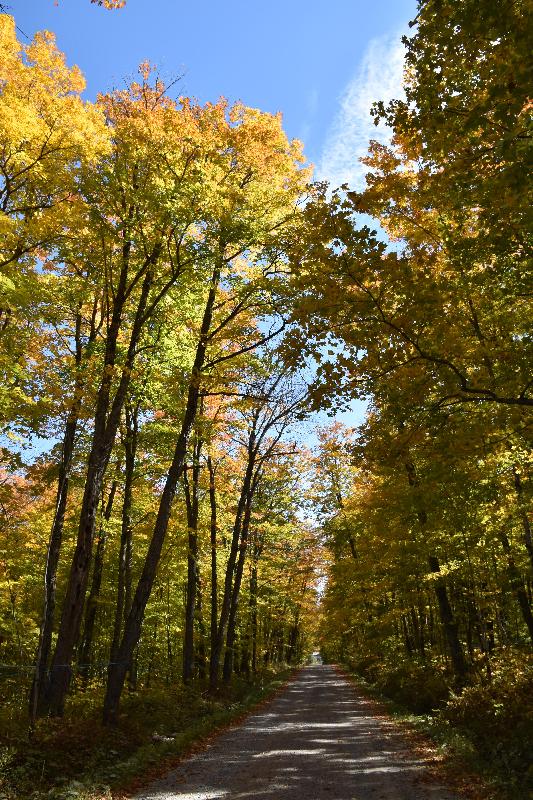 Une route déserte en automne