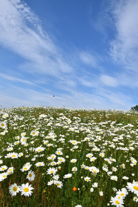 Un champ de fleurs sauvages