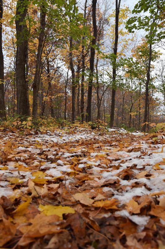 Une forêt en automne