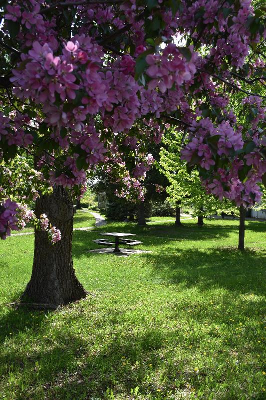 Un pommier en fleur au parc