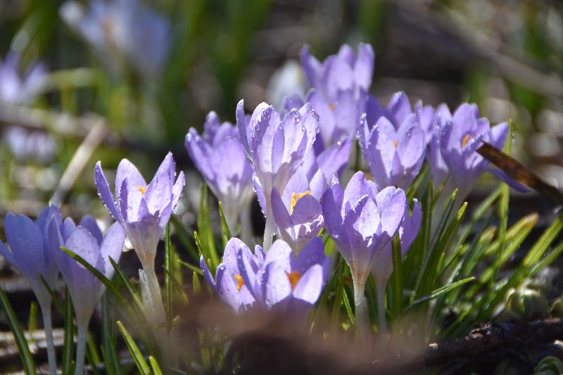 Les premiers crocus au jardin