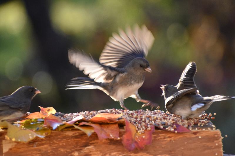 Des oiseaux à la mangeoire