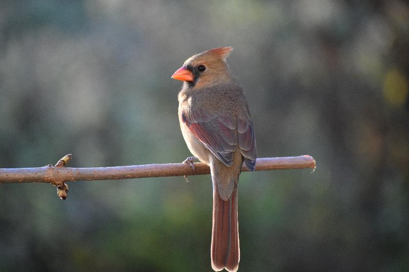 Un cardinal au jardin