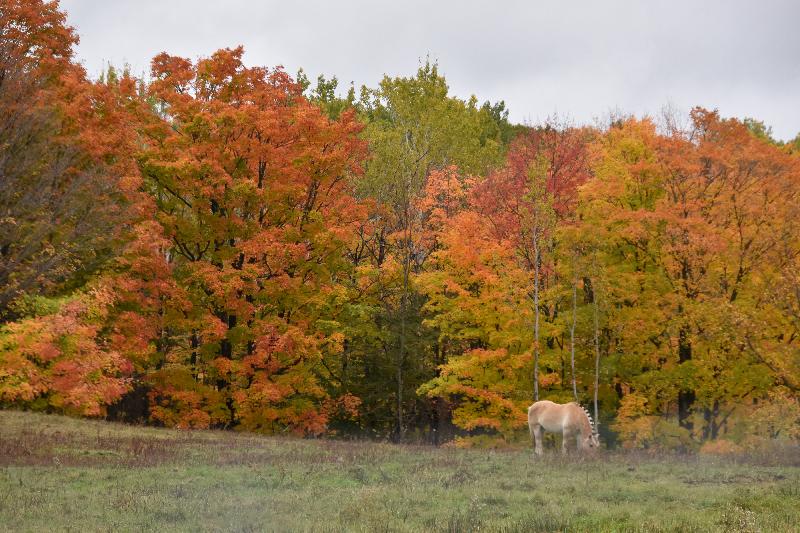 Une érablière à l'automne