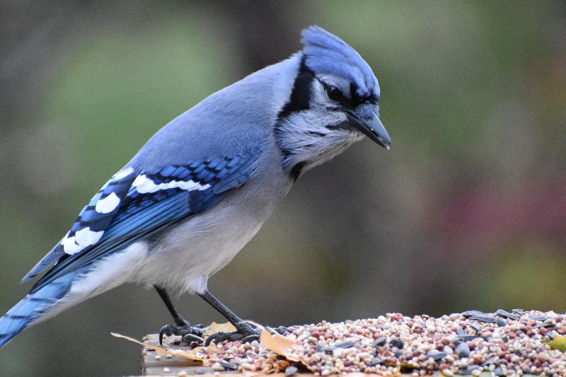 Un geai bleu à la mangeoire