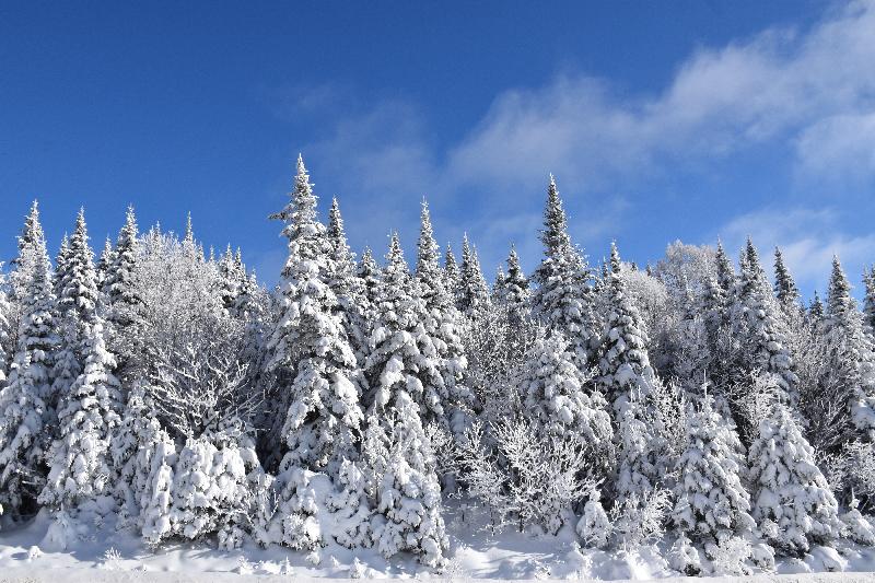 Une forêt enneigée après la tempête