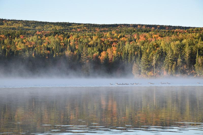 Des bernaches sur le lac à l'automne