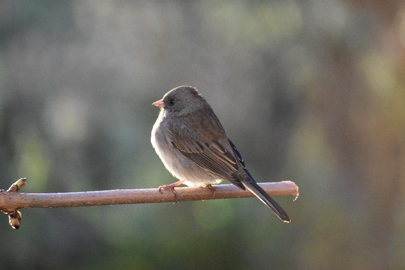 Un oiseau au jardin au printemps