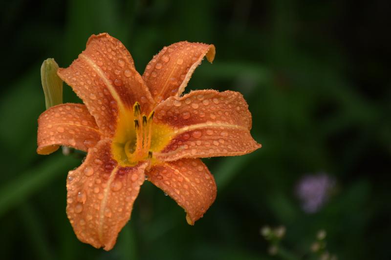 Une fleur au jardin