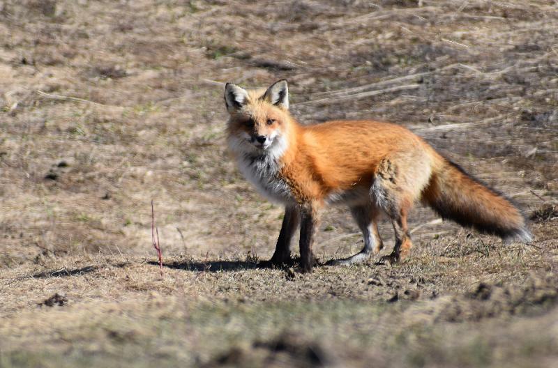 Une femelle renard au printemps