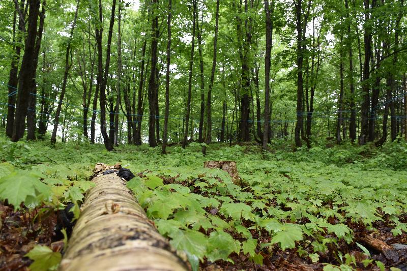 Une érablière en été