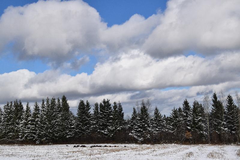 Une forêt en hiver