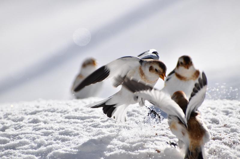 Des bruants des neiges en hiver