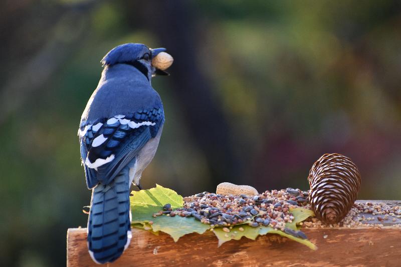 Un geai bleu à la mangeoire