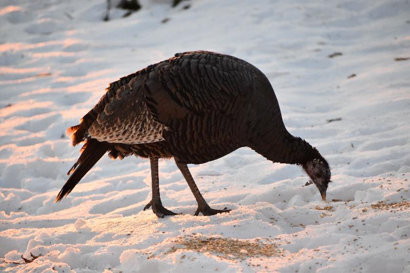 Un dindon sauvage en hiver