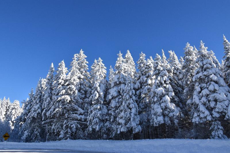 Une forêt de résineux en hiver