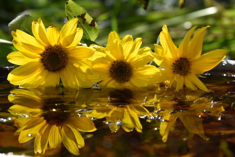 Des fleurs de tournesol au jardin