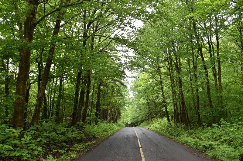 Une route déserte en été