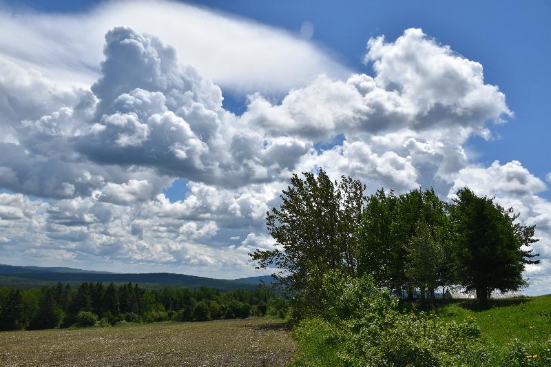 Un champ d'avoine sous un ciel d'été