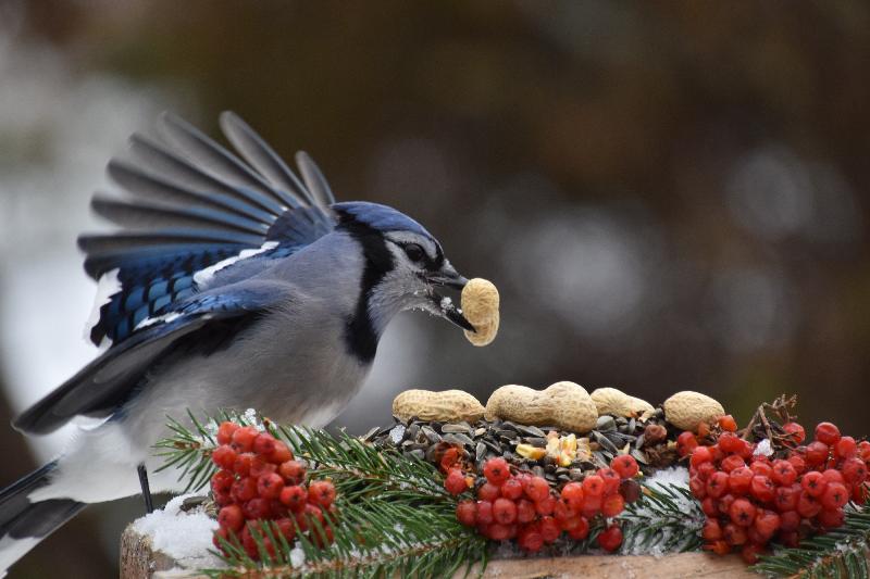 Un geai bleu à la mangeoire du jardin