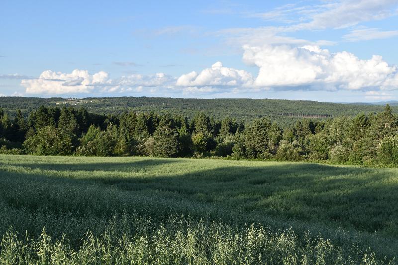 Un champ d'avoine en été