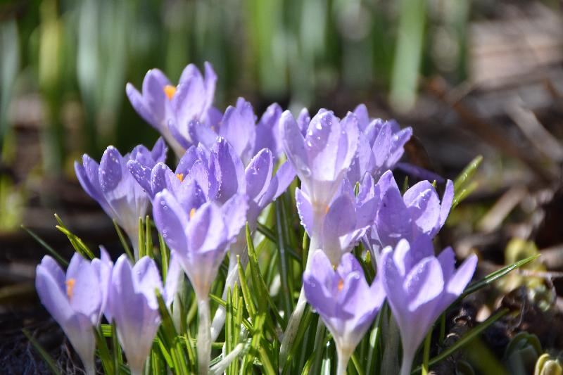 Des fleurs de crocus au jardin