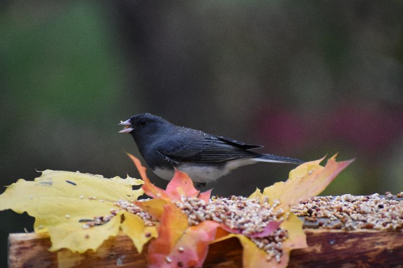 Un oiseau junco à la mangeoire