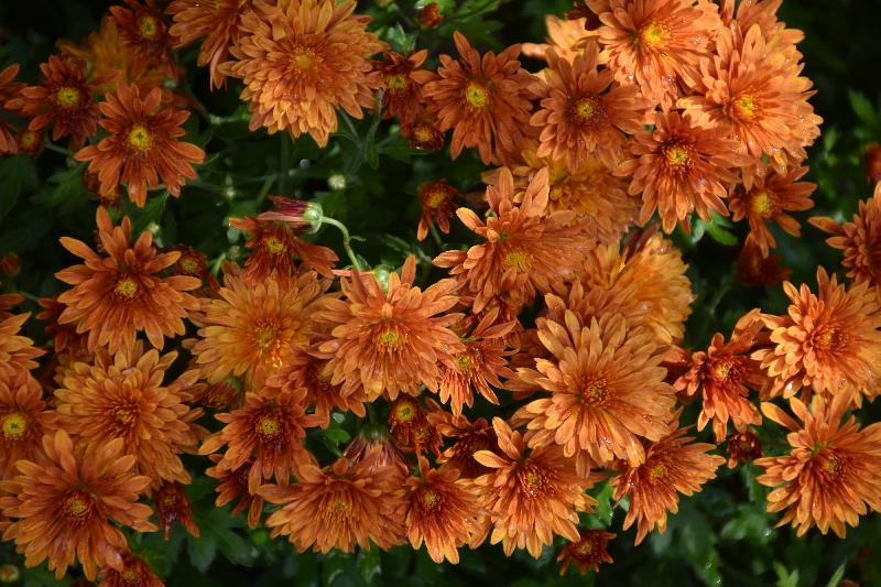 Un bouquet de fleur au jardin