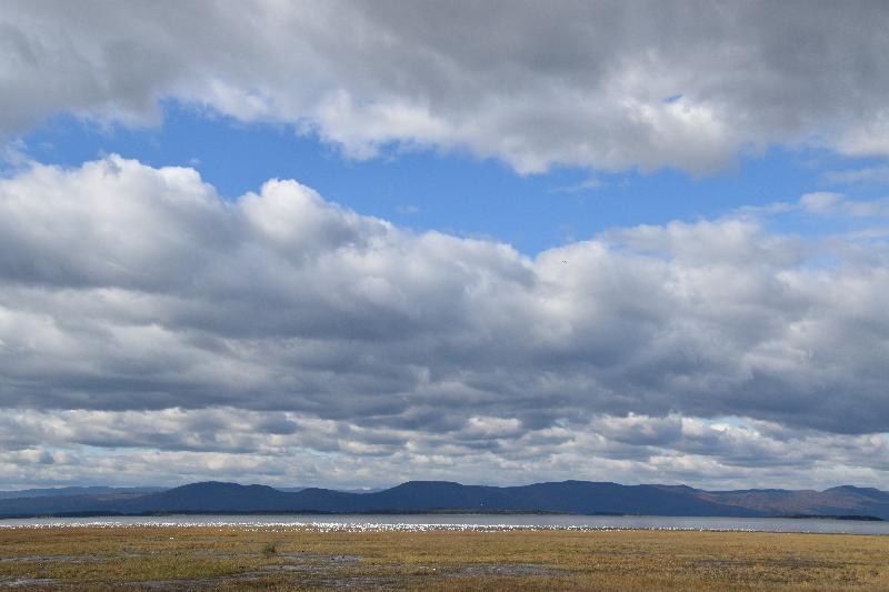 Des oies des neiges sur le fleuve au printemps