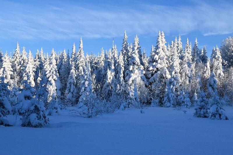 Une forêt enneigée après la tempête