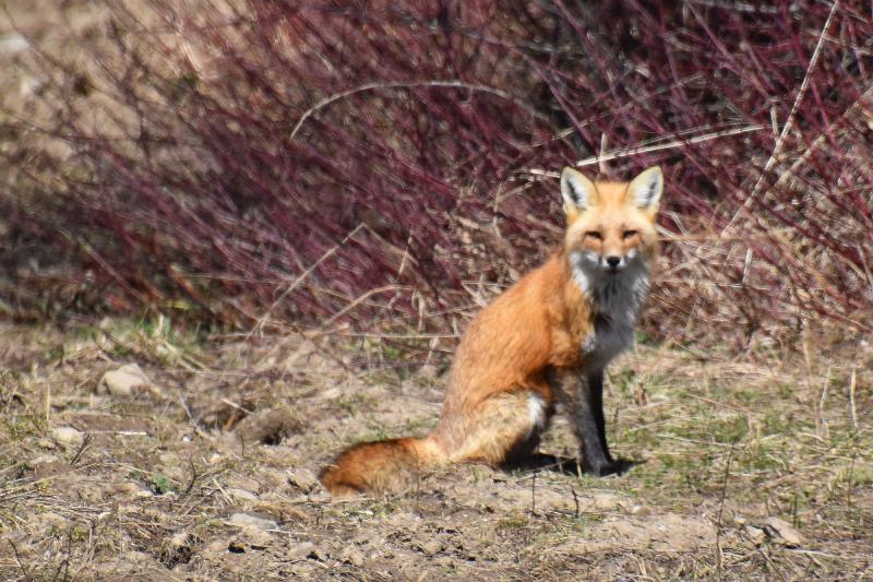 Une femelle renard au printemps